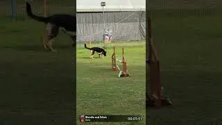 German Shaphered DOG AGILITY
