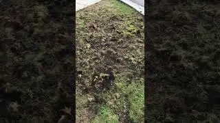 Lawn damage: European chafer beetles