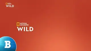 Raccolta bumper Nat Geo Wild