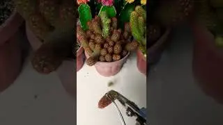 Mammillaria elongata #Succulent #plant #succulents #plants #cactus #propagation #homegarden #tips