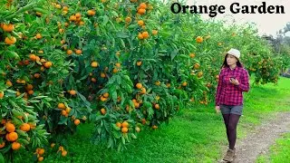 ✅Wow!! Amazing🍊Orange Garden || Sweet Orange