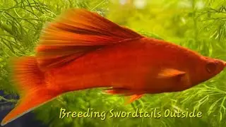 Breeding Swordtails Outdoors, Early Days in Breeding Project.