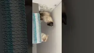 Benya Cat and Cookie on the fridge  #catfunnyvideo