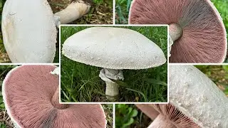 Schafchampignon essbar? | Verwechslung | Champignon oder Knollenbl&auml;tterpilz? | Agaricus arvensis