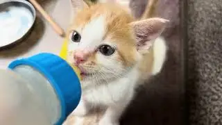 【保護猫】動いたり食事をする信くんです🐱【子猫】
