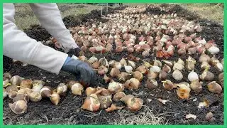 Planting No Til Tulips on Micro Flower Farm: Raised Beds using Compost + Leaf Mulch and NO LUMBER!