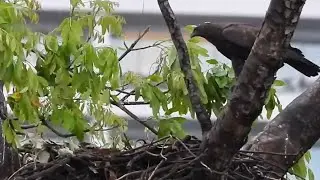 Delayed breakfast delivery for 3 wk old Nesting CHANGEABLE HAWK-EAGLE chick on a wet morning