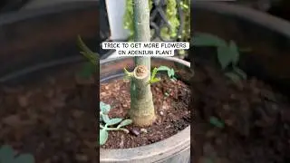 How to promote more flowering on ADENIUM plant | how to get branches in adenium plant #plants