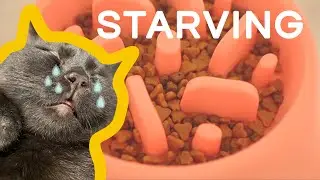 Useless Cat Slow Feeder Bowl for Reo | Munchkin Cats and kittens
