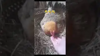 Funny hen sorts#shorts #hen #eggs #funnyshorts @youtubeviews