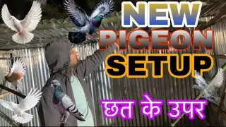 How to make pigeon setup 🕊️कबूतर का घर कैसे बनाये 🏘️#pigeonsetup #pigeoncagemaking #kabutarkaghar 