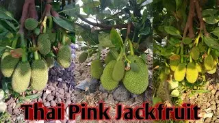 Thai Pink Early All Time Jackfruit has achieved the most success in cultivation.. Contact 9732014211
