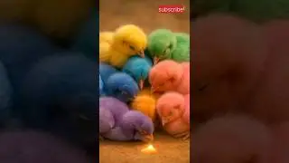 Rainbow Dreaming Chicks🐤