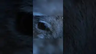 Deadly Predators  The Ethiopian Hedgehog vs  Poisonous Scorpions