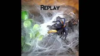Feeding my colorful Tarantula | GBB