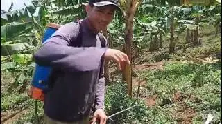 Fazendo a aplicação do herbicida na roça de banana da terra #agro #plantação #herbicidas 