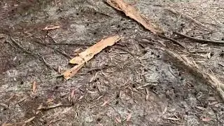 Brown lake in Stradbroke island 🏝️ love to introduce beautiful ducks 🦆 in my videos. 