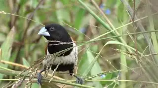 Tri-coloured Munia and Scaly-breasted Munia grazing together! Bird that eat together flock together!
