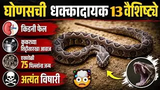 घोणस सापाची आश्चर्यचकीत करणारी 13 वैशिष्ट्ये | 13 Surprising Characteristics Of The Russell's Viper