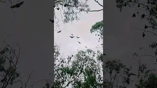 Batman NEEDED 50,000 Bats!!! 🦇 #nature #darkknight  #dc