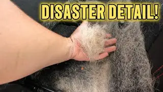 DISASTER DETAIL #detailing #disasterdetail #doghair #professionaldetailing #restoration #fyp #byob