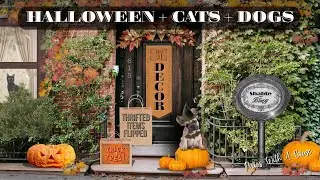 DIY Halloween Light Up Decor Dog / Thrifted Items Get Flipped To Halloween Witch / Paws With A Cause