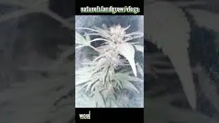 Bubble gum Organic Outdoor grow 2024 #garden #shorts #viral