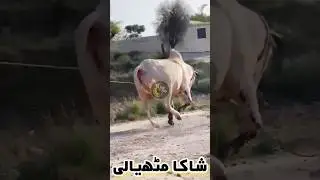 Dangerous Bull Ranaway Video | Shaka Mityali 2023 😎😎😎 #ytshorts #share #subscribe #viralvideo #viral