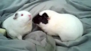 Guinea Pigs: Female Dominance Display