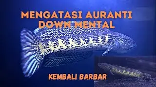 CHANNA AURANTI MENTAL DOWN ?? TIPS JITU MENGEMBALIKAN MENTAL CHANNA AURANTI YANG DOWN