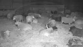 Farm Sanctuary Sheep Barn Poor Dan 11132025 explore.org
