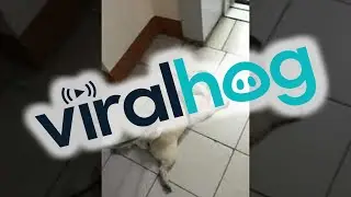 Tired Pug Gets a Bath After a Walk and Rests || ViralHog