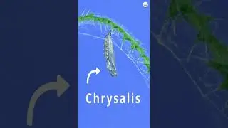 Moth Life Cycle: How Moths Grow and Transform During Their Short Lifespan