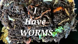 worm bin update/Vermicomposting #homesteading #vlog #vermicompost #worms #composting #gardening