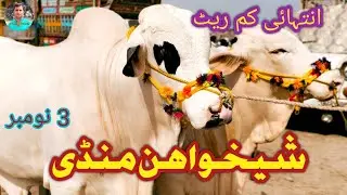 Sheikhwahan Cow Mandi Rahim Yar Khan latest update 4 November 2024 | Sheikhwahan Mandi  New Video |