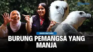 CANDAAN BURUNG PEMANGSA Taman Safari Bikin Tangan Keeper Lecet dan Sobek | RAPTOR | GASS NATARU 2025