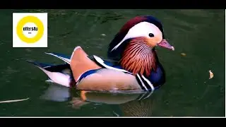 I_FEEL_ like_ PARTYING_ RIGHT_now (not copyright music)