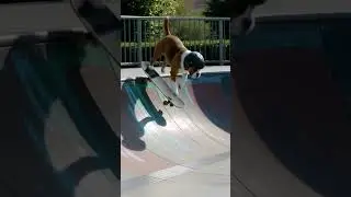 Dog Shreds the Skate Park 😎🐾#dogshorts  #skateboardingdog #funnydogs #cooldogs  #shorts #dog