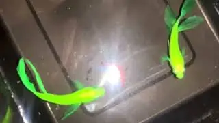Glow beta OHM fish