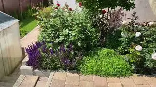 Розы Супер Гранд Аморе и Абе де Вальсент гармоничны в паре!