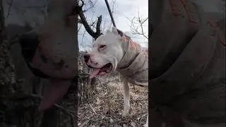 most Danger Dog 🐕&zwj;🦺🔥 #Dangerdog #dogaggression #uniquedogs