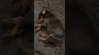 Doberman Puppy Transformation From Birth to 10 Weeks. Unfiltered and Real