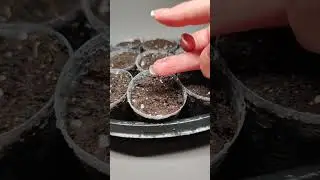 Портулак Крупноцветковый Махровый # 1.