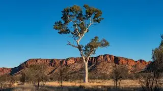 MacDonnell Ranges, NT. (August 2021)