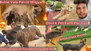 Dost K Pet Farm Par Gye Dogs🐶Cat🐈Eagle🦅Parrot🦜Sbkuch Mila😍|| Rescue Boxcer Female Dog Pregnant Hai🐶