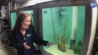 Virtual Visit: Cuttlefish Babies!