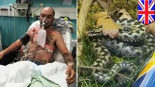 When animals attack: Giant viper in son&rsquo;s stroller almost takes dad&rsquo;s life - TomoNews
