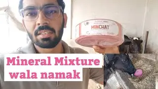 MINCHAT Mineral Lick Block for Cattle #zenex  #mineralmixture #dairyfarm #mineraldeficiency