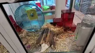 Домашние животные 🐀 🐀 крысы 🏡