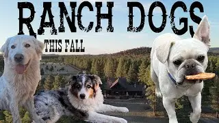 Ranch Dogs Teaser 1